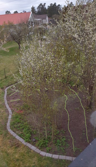 Planerad stig markerad med gröna linjer i en trädgård med vitblommande buskar och kantsten.