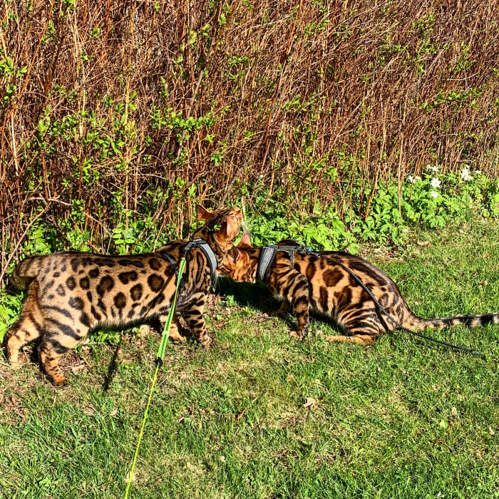 Två bengalkatter på sele ute i solen, en nosar marken medan den andra ser uppåt.