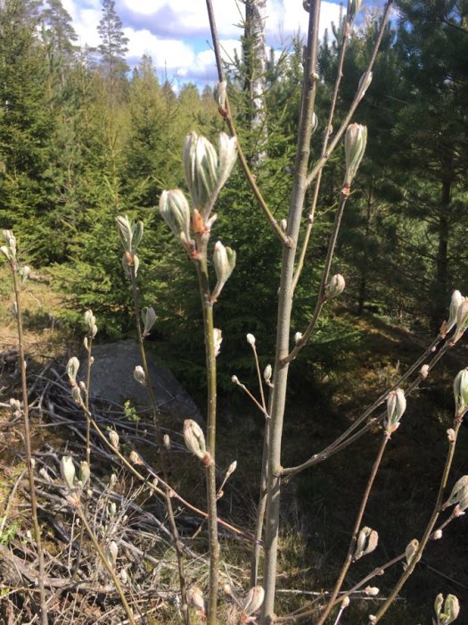 Kvistar med knoppar mot skogslandskap, troligen tidig vår.