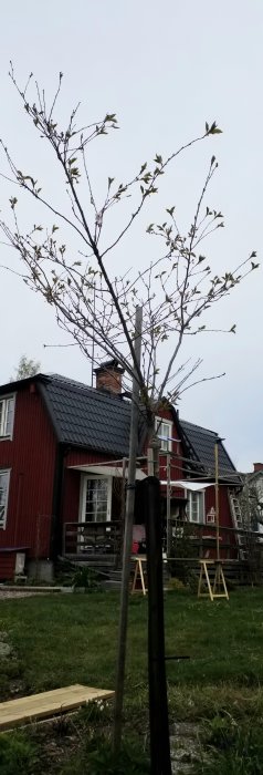 Prydnadskörsbärsträd med knappt några blommor i en trädgård framför ett rött trähus.