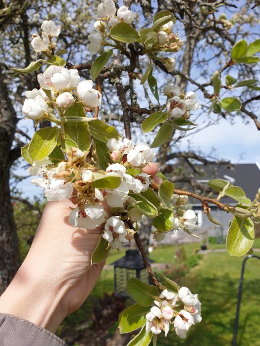En hand håller en gren med vita blommor från ett gammalt päronträd, mot bakgrunden av en trädgård.