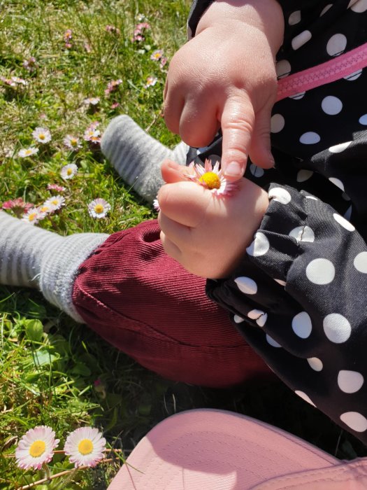 Barnhand håller en tusensköna i gräsmatta med fler blommor runtomkring.