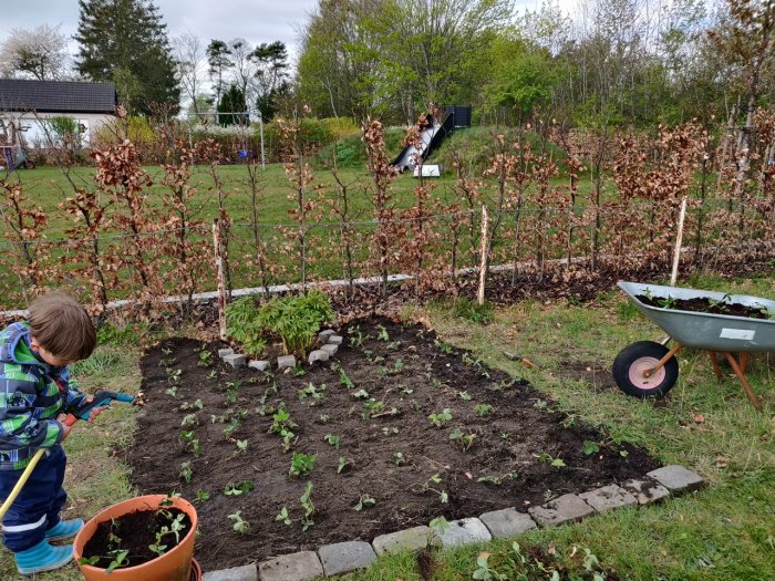 Barn vattnar nyanlagt jordgubbsland med plantor i rabatt, krukor och skottkärra, omgiven av stenläggning.