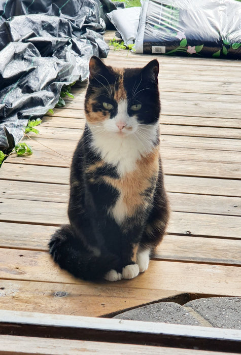 En trefärgad katt sitter på en trätrall och tittar framåt, med öppen dörr i bakgrunden.