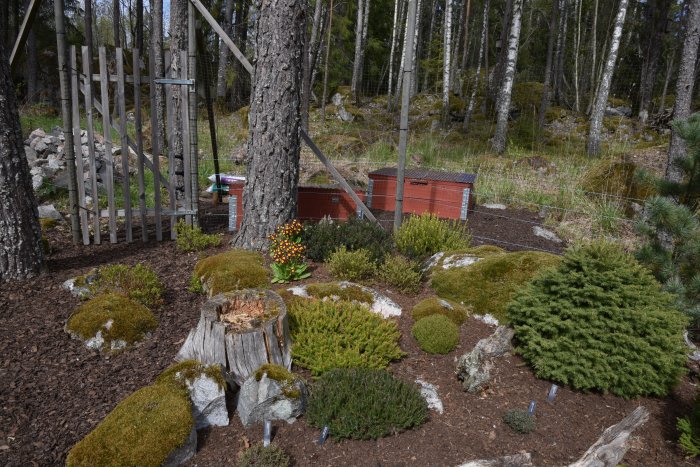 Trädgård med täckbark, stenar och växter, ligger vid kanten av en skog med rådjursnät och röda bikupor i bakgrunden.