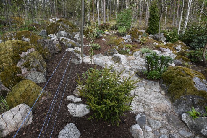 En utgrävd trädgård i skogen med stenar, växter och rådjursnät runt omkring.