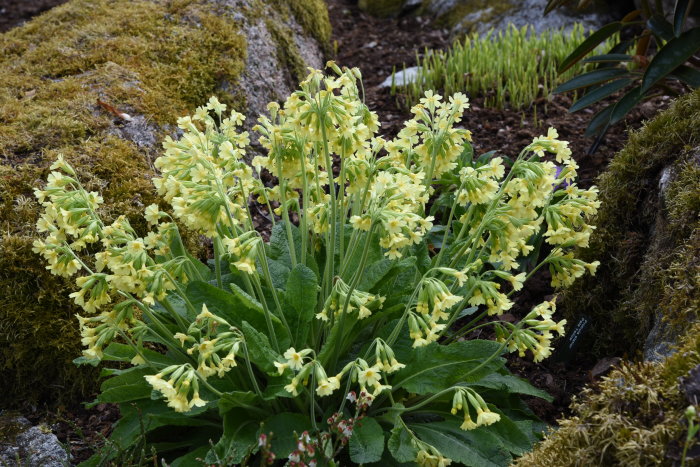 Primula elatior trädgårdsviva 'Pale Yellow' i blom bland mossa och stenar i trädgård.