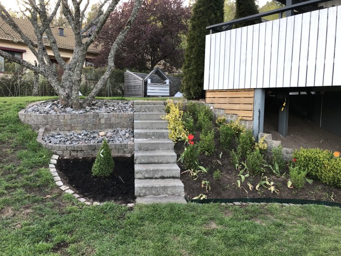 Nyplanterad buxbom i en trädgård med stentrapp, blomsterrabatter och ett träd.