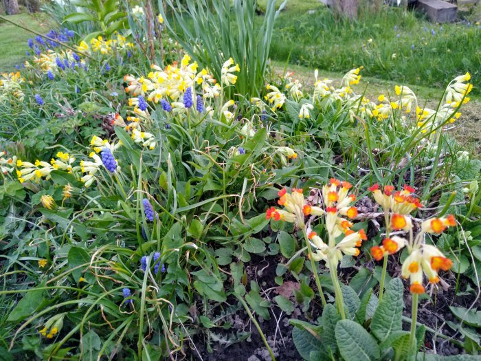Trädgårdsrabatt med gullvivor, oidentifierade blommor, pågående tulpaner och ett par maskrosor.