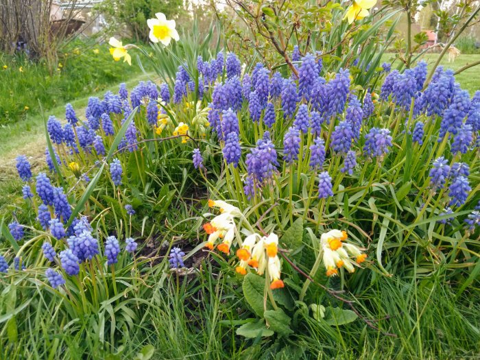 Trädgårdsrabatt med blommande gullvivor, okända blommor, knoppande tulpaner och blå druvhyacinter.