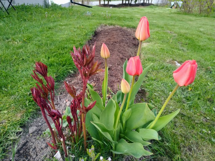 Nyplanterade röda tulpaner och knoppar med gräsmatta och blommor i bakgrunden.