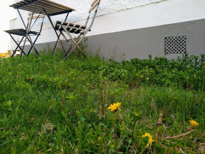 Trädgårdsscen med gräsmatta, maskrosor i förgrunden och hopfällbar stol vid husvägg.