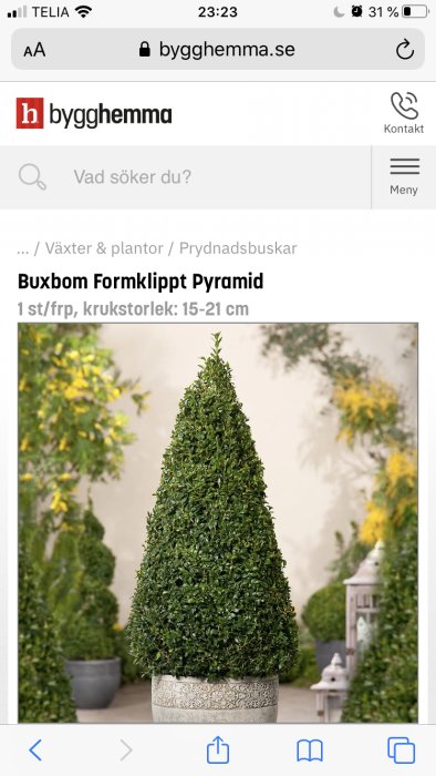 Formklippt buxbom i formen av en pyramid i en dekorativ kruka placerad på en uteplats.