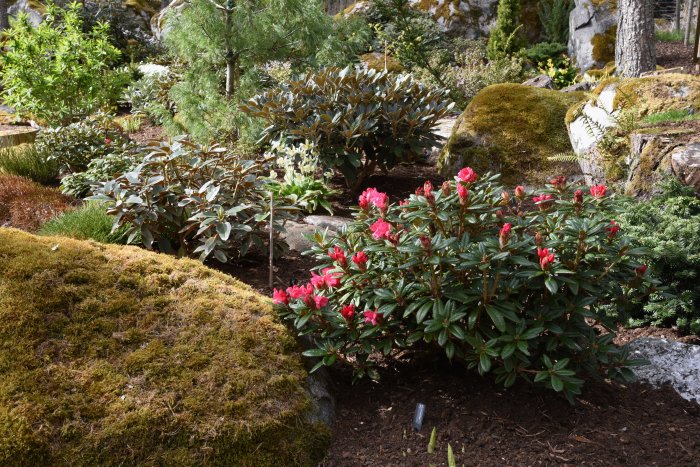 En rhododendron 'Rip' buske med röda blomknoppar i en trädgård, omgiven av gröna växter och mossa.