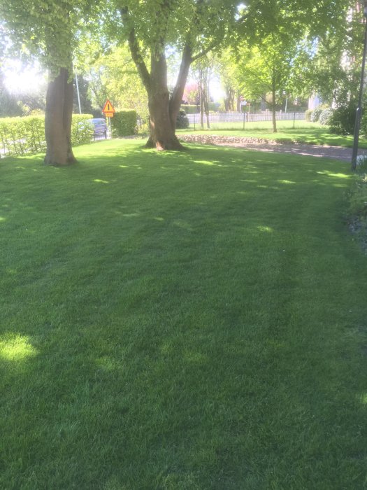 Skuggig gräsmatta med träd och typer av gräs som poa och kärrgröe, underhållen med åkgräsklippare.