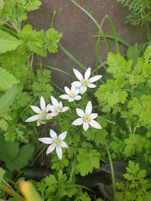 Vita stjärnformade blommor med gröna blad i trädgården.