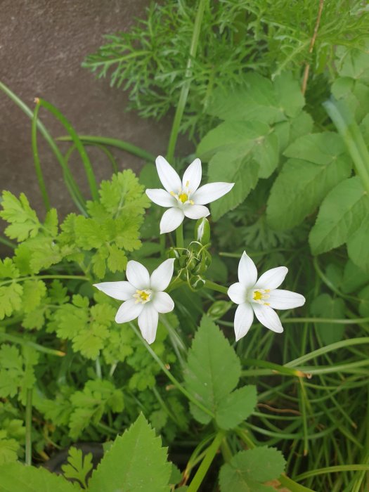 Vita blommor liknande Aftonstjärna bland grönt ogräs.