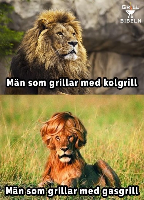 Övre bild av lejon med majestätisk manke, undertext "Män som grillar med kolgrill". Nedre bild av lejon med pagefrisyr, "Män som grillar med gasgrill".