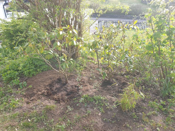 Rhododendronbuskar planterade i trädgård med färsk jord runt stammarna och grönska i bakgrunden.