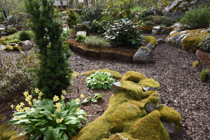 Trädgårdsparti med Erythronium 'Kinfauns Pink' och gula Erythronium 'Pagoda' i nedre vänstra hörnet.