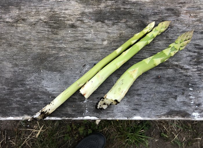 Tre färska sparrisar på en sliten träyta, jordrester på stjälkarna, symboliserar årets första skörd.