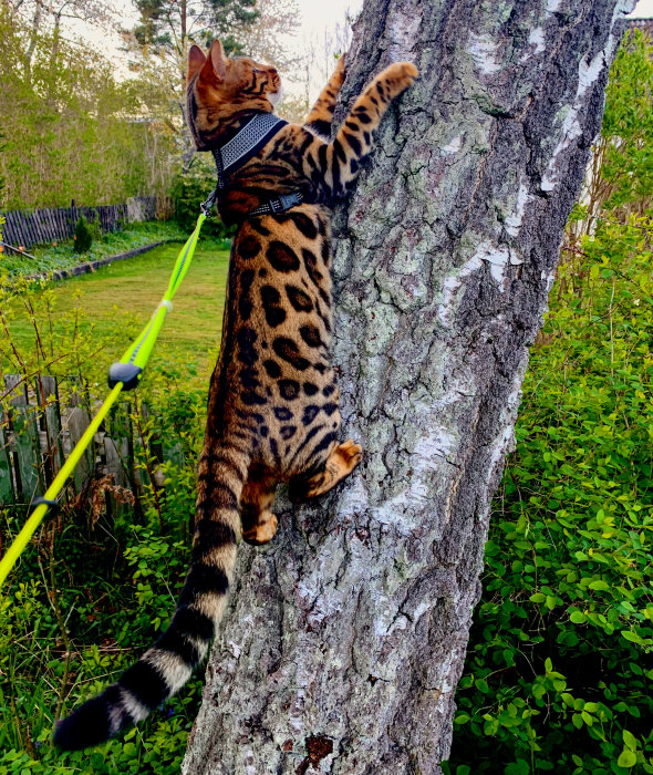 Bengalkatt klättrar på träd i trädgården med sele och koppel.