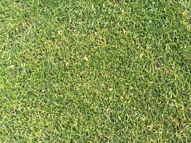 Närbild på välskött, klippt gräs på en golfbana som utgör en green.