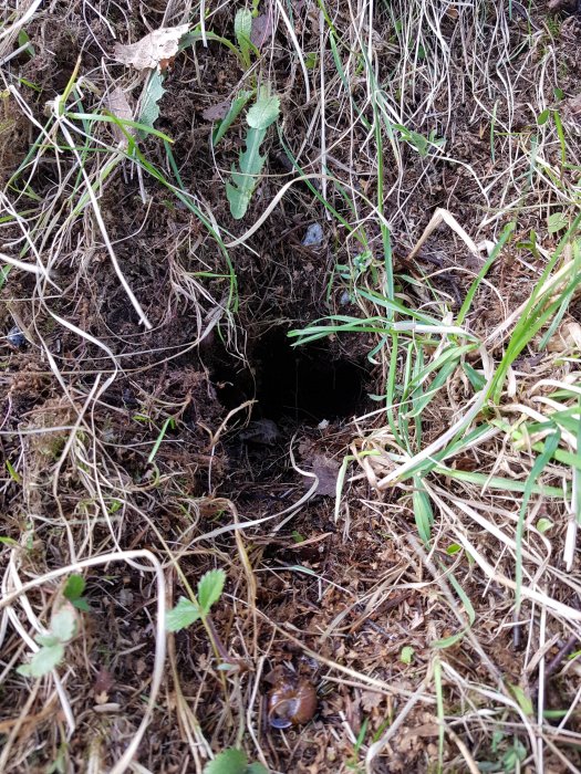 Stort djurhål omgivet av gräs och döda löv i en trädgård, större än hål gjorda av sorkar och råttor.
