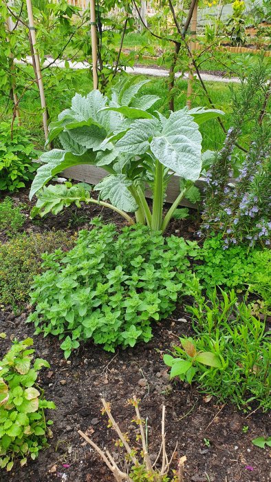 Kronärtskocka med stora silvergröna blad i örtträdgård, omgivet av citronverbena och andra örter.