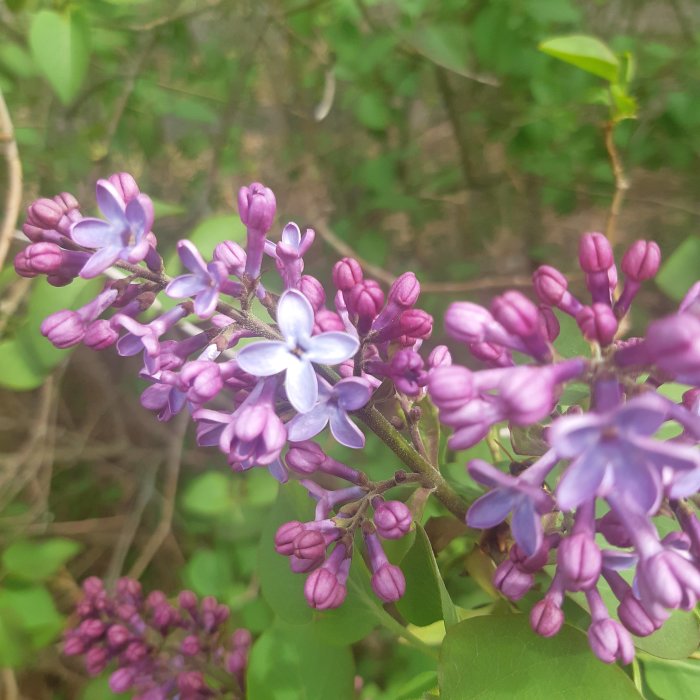 Ljuslila syrenblommor och knoppar i närbild med gröna löv och oskarp bakgrund.