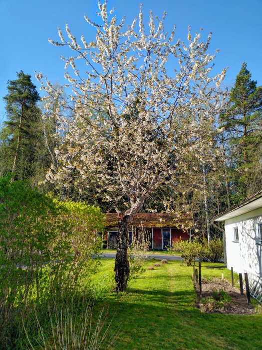 Blommande körsbärsträd i en trädgård med hus och skog i bakgrunden.