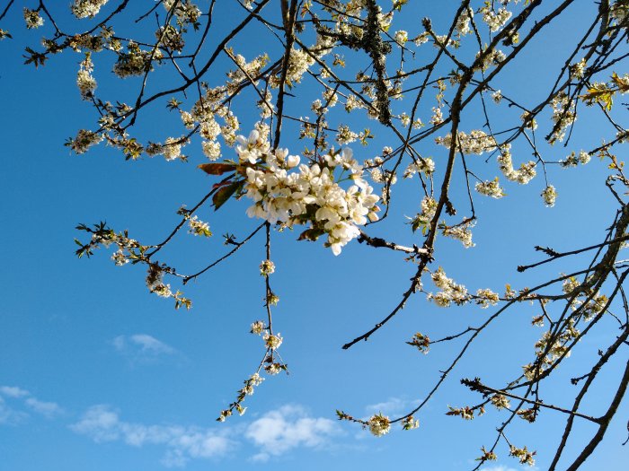 Körsbärsträds grenar med vita blommor mot en klarblå himmel.