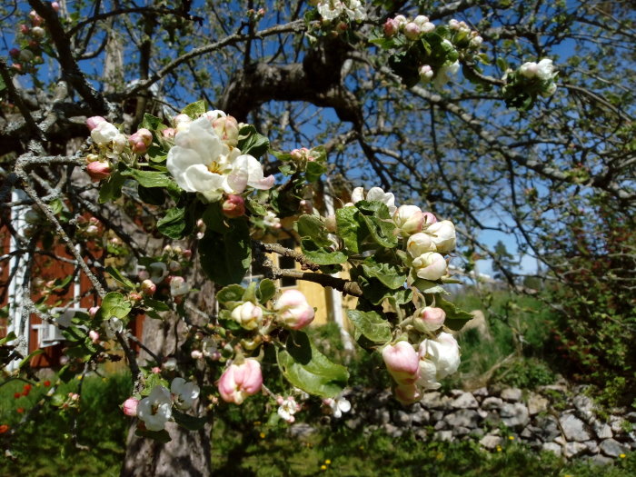 Blommande kannicker med vita och rosa blommor, mot en bakgrund av en trädgård och ett rött hus.