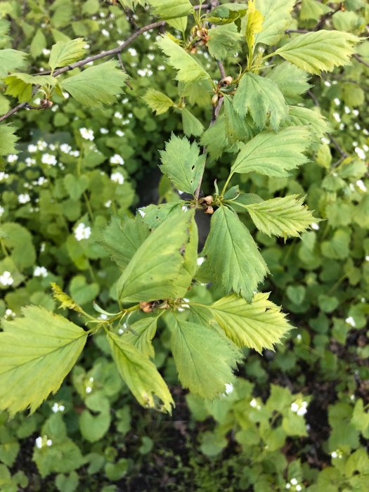 Närbild på gröna blad av en häckväxt med vita blommor i bakgrunden.