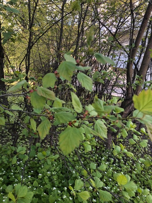 Grön trädgårdshäck med blad och vita blommor, fråga om förökning med sticklingar.