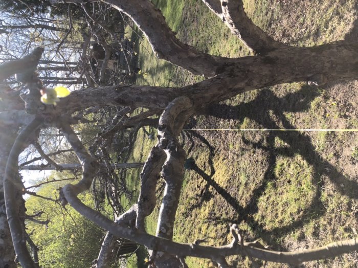 Gamla äppelträd vid en tomtgräns med markerad linje och skuggor på marken, visar grenars utbredning över gränsen.
