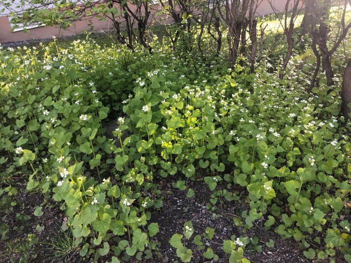 Gröna växter med vita blommor som möjligen är frösticklingar nära en häck.