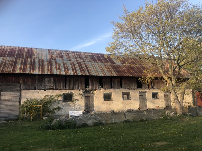 Rostig plåttak på gammal lada omgiven av grönska och ett träd i solljus.