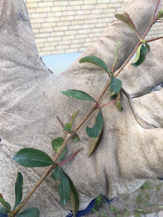 Handskklädd hand håller en gren med sylvassa taggar och gröna blad mot tegelväggsbakgrund.