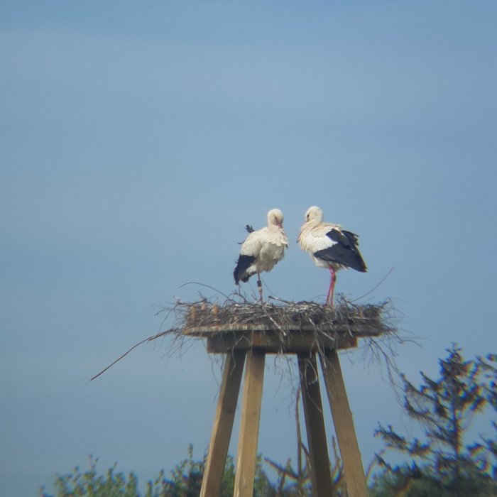 Två storkar som står i sitt bo på en hög plattform, mot en klarblå himmel.