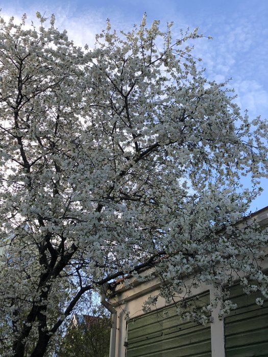 Klarbärsträd i full blom framför ett grönt trähus med blå himmel i bakgrunden.