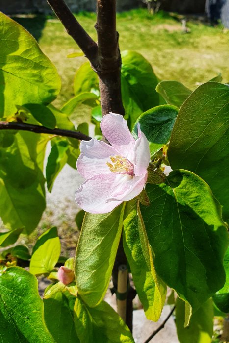 Rosa blomma på ett äppelträd omgiven av gröna löv i solljus, antydan om en fruktkvist.