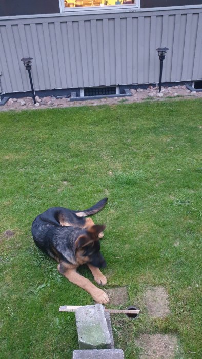 Gjutjärnsrör i gräsmatta med tumstock, hus och lampa i bakgrunden, hund framför röret.