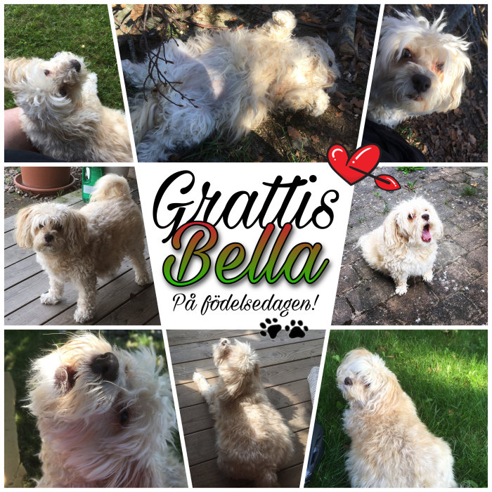 En collagebild med flera foton av en vit hund som firar sin 11:e födelsedag med texten "Grattis Bella På födelsedagen".