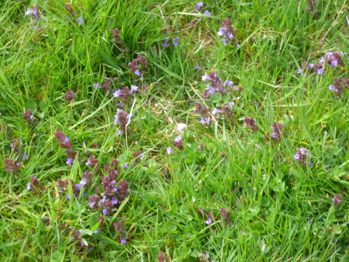 Vildväxande små violetta blommor i en gräsmatta med grönt gräs.