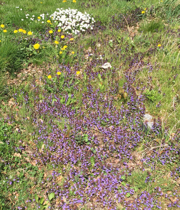 Klunga av brunört med lila blommor på gräsmark, omgivet av gula maskrosor och vita blommor.