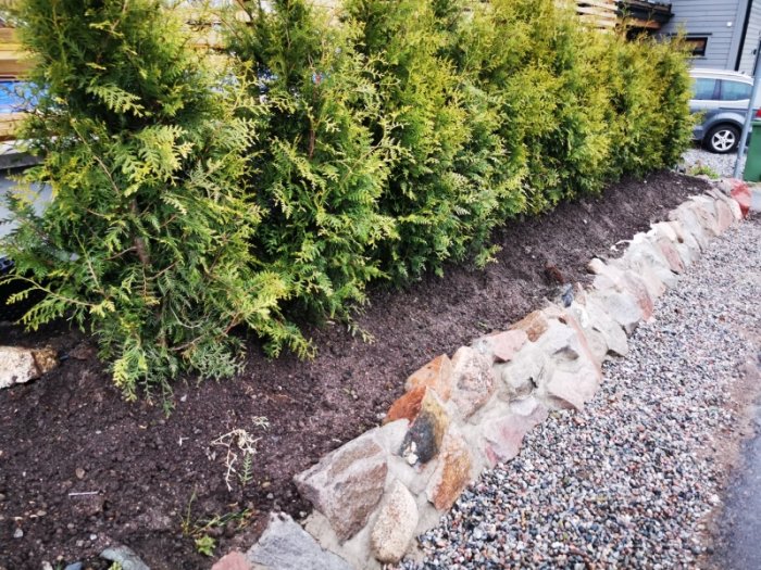 En rad av tujor planterade längs en stenmur i fullt solljus, med plats för fler växter framför.