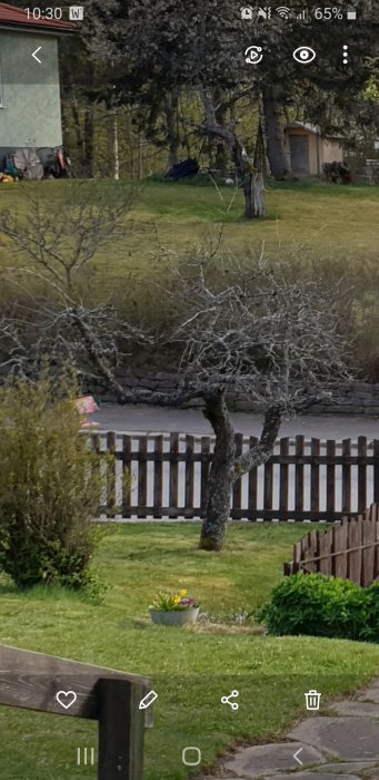 Äldre plommonträd med lavtäckt stam och grenar, stora hål i stammen, delvis stendött i en trädgård.