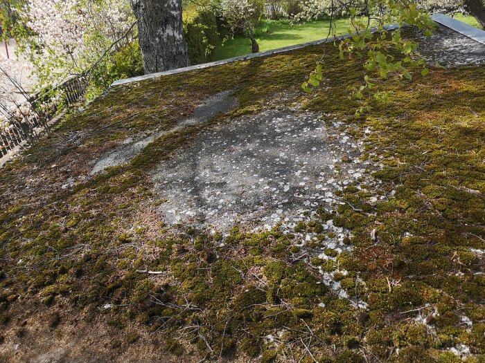 Gammalt tak med mossa och synliga skador; delvis rengjort, behöver renovering.