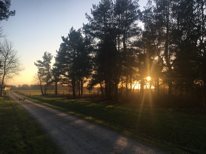 Solnedgång vid Lillhaga Gård med ljuset som sipprar genom träd vid en grusväg.